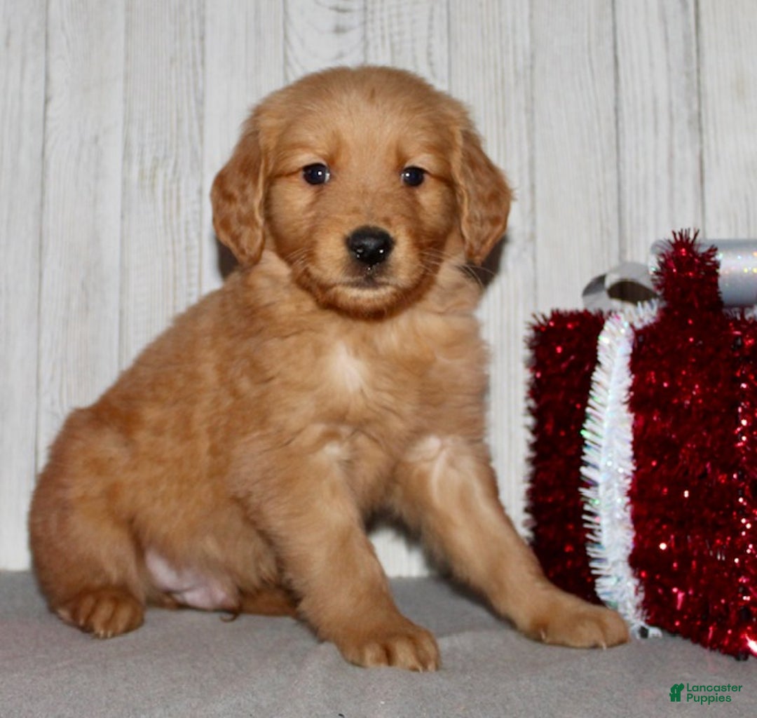Golden Retriever dogs for sale: Parker - Ad 5