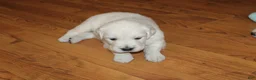 Golden Retriever dogs for sale: 4th choice male avilable - Ad 7