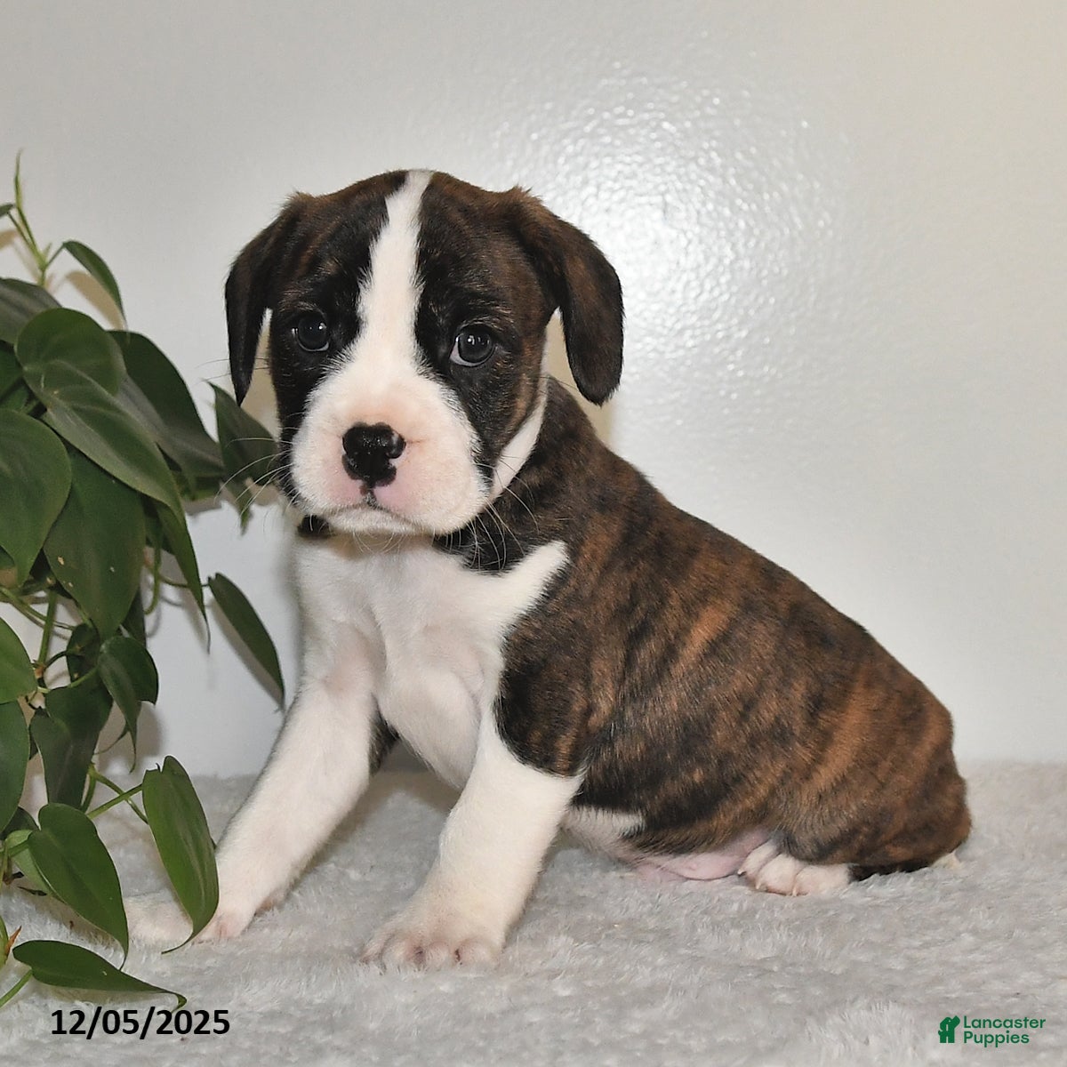 Mixed Breed dogs Terry - Ad 10