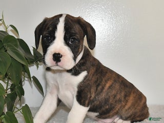 Mixed Breed dogs Terry - Ad 12