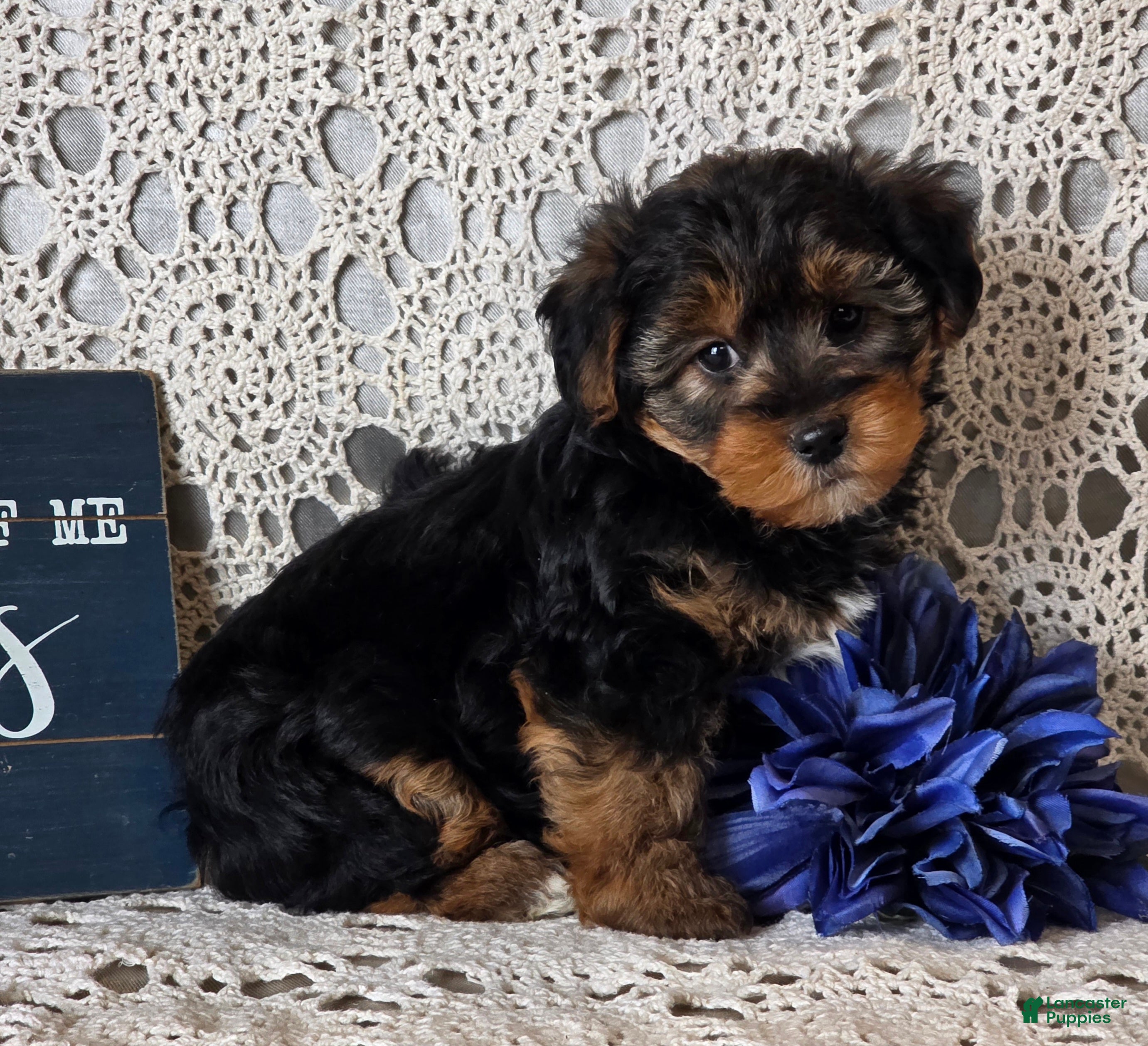 Yorkiepoo dogs Sherlock - Ad 29