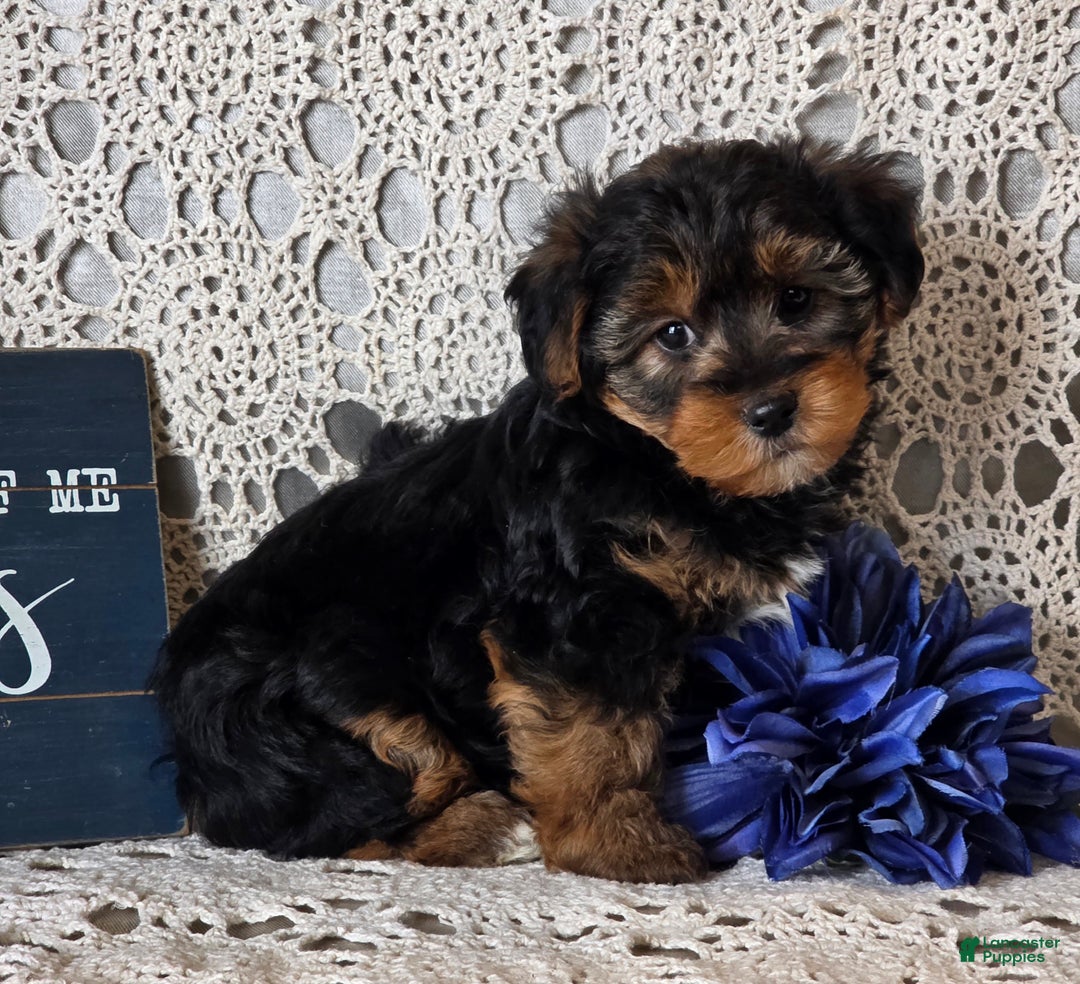 Yorkiepoo dogs for sale: Sherlock - Ad 1