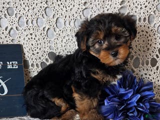 Yorkiepoo dogs Sherlock - Ad 29