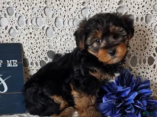 Yorkiepoo dogs Sherlock - Ad 39