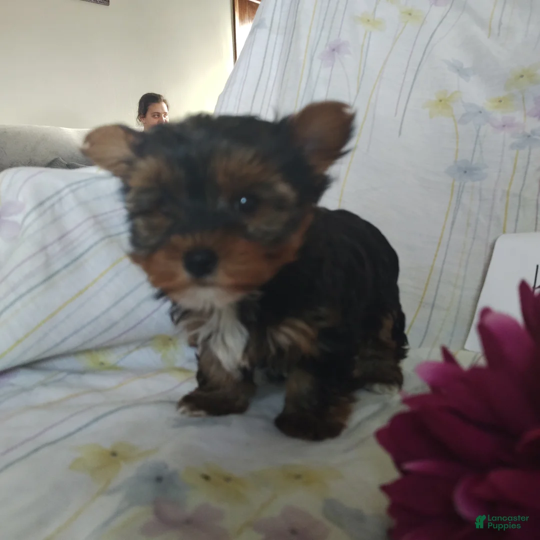 Yorkshire Terrier dogs for sale: Kitty - Ad 5