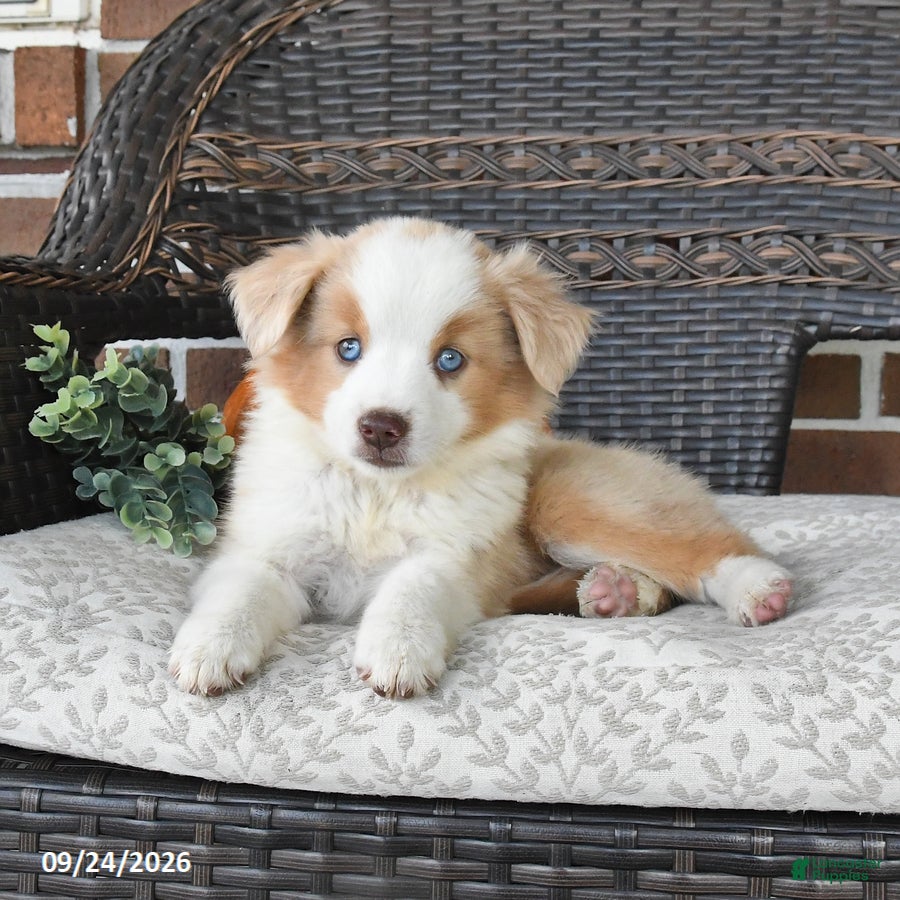 Miniature Australian Shepherd dogs Rosie - Ad 1