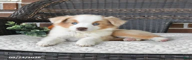 Rosie
