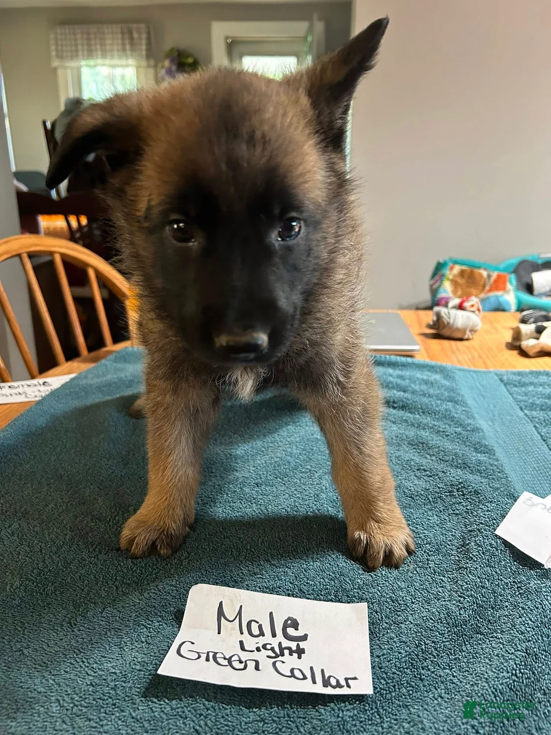 Mixed Breed dogs for sale: Mixed Breed Puppy 3 - Ad 1