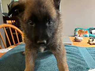 Mixed Breed dogs Mixed Breed Puppy 3 - Ad 15