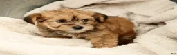 Yorkiepoo dogs for sale: Lindsey - Ad 6