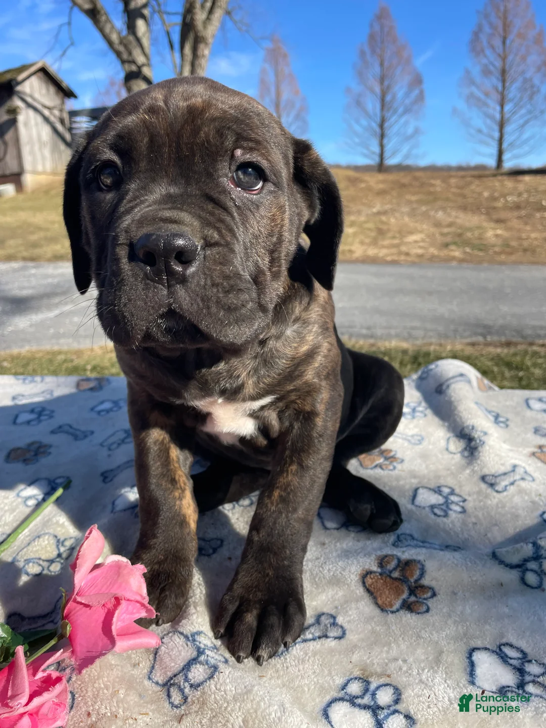 Cane Corso dogs for sale: Luna - Ad 1