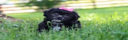 Shih Tzu dogs for sale: Brie - Ad 3
