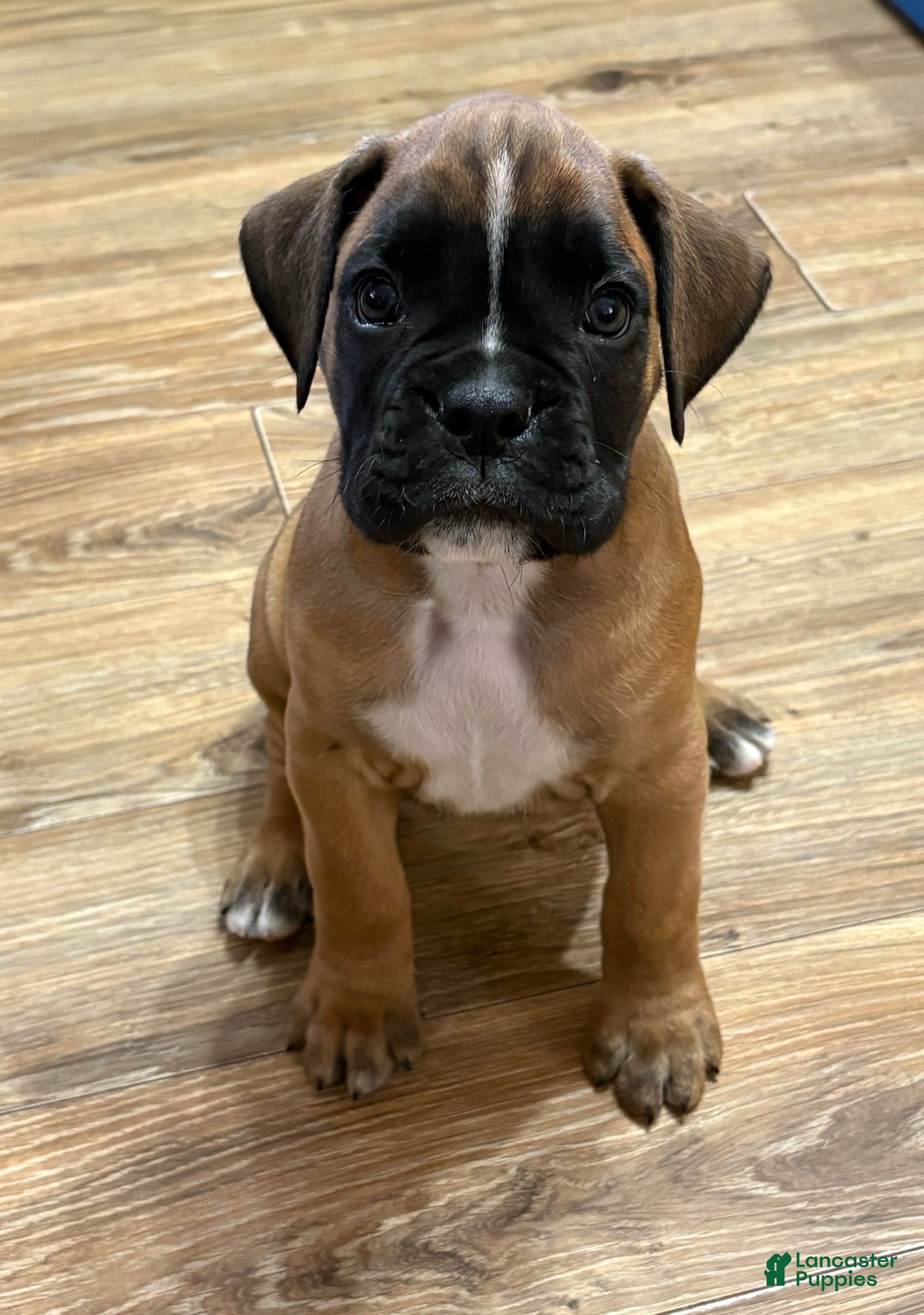 Boxer dogs Buddy - Ad 7