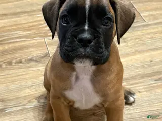 Boxer dogs Buddy - Ad 7