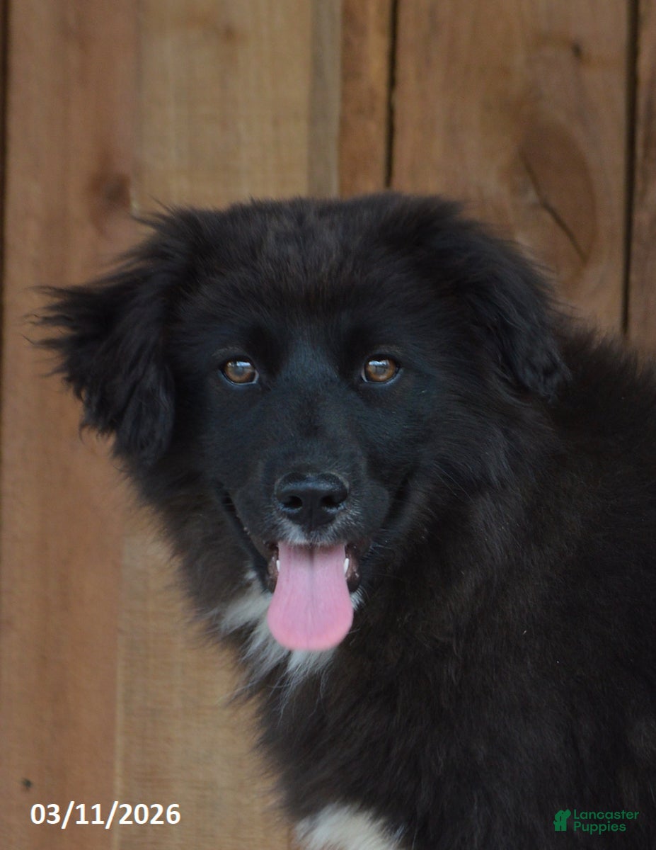 Mixed Breed dogs Stella Rae - Ad 2