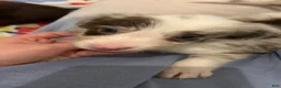 Border Collie dogs for sale: Mark Lowry - Ad 5