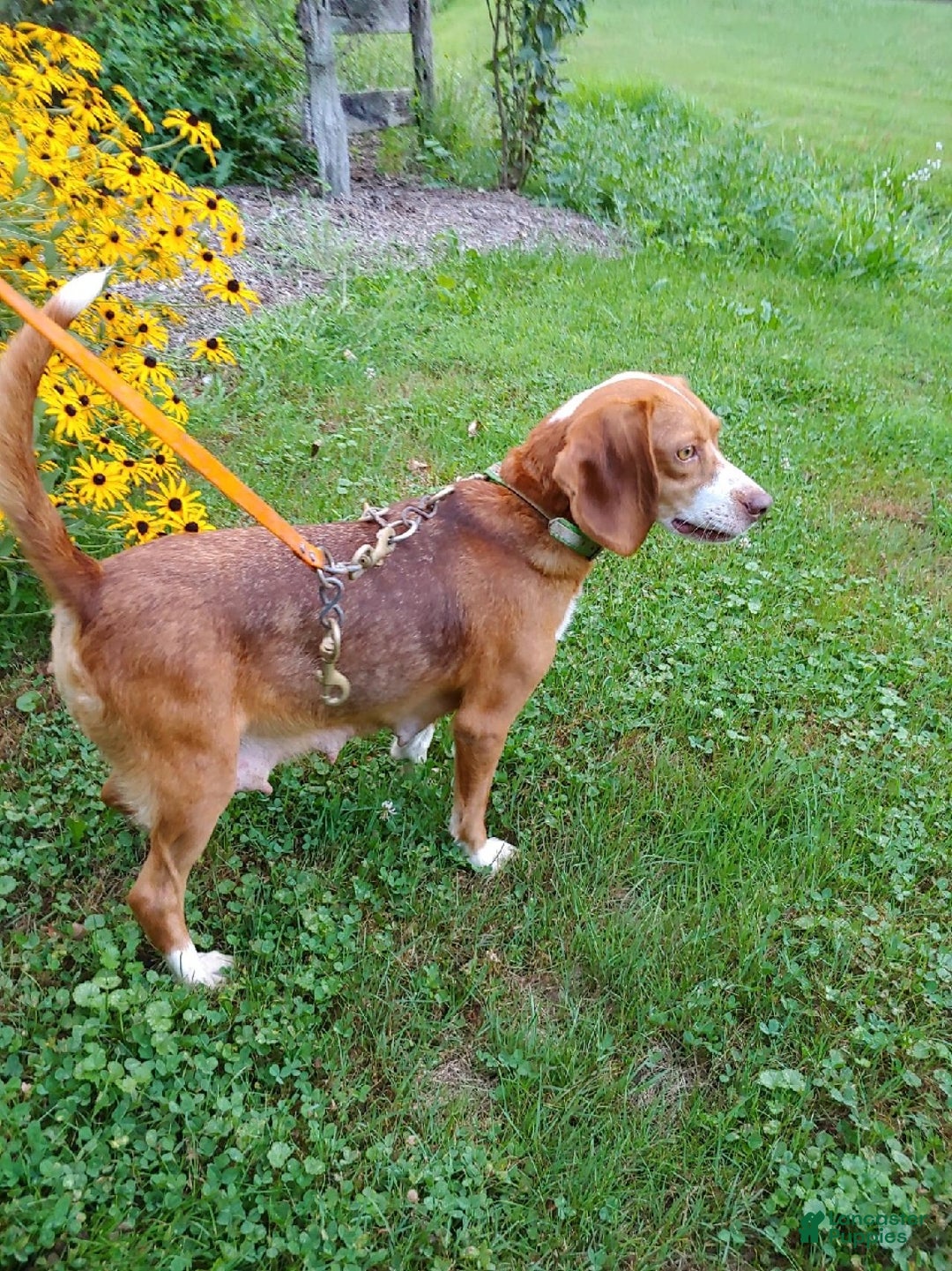 Beagle dogs for sale: Ross - Ad 21