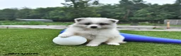 Pomeranian dogs for sale: Liam - Ad 1