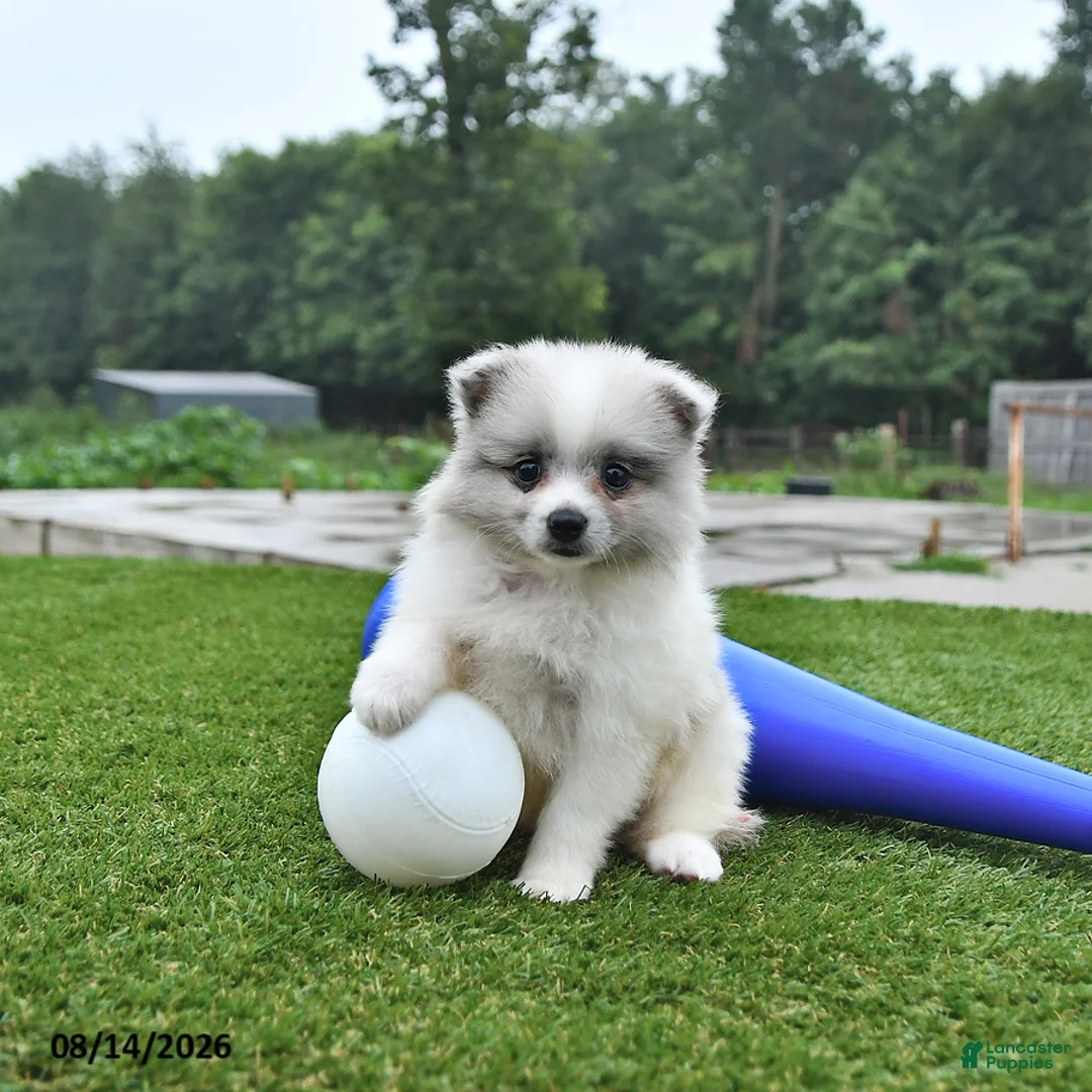Pomeranian dogs for sale: Liam - Ad 1
