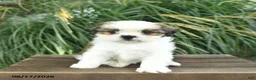 Mixed Breed dogs for sale: Misty  - Ad 5