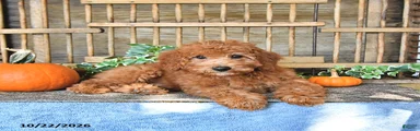 Chester