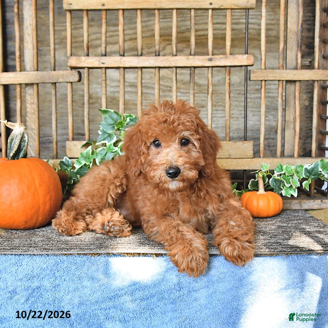 Mini Goldendoodle dogs for sale: Chester - Ad 1
