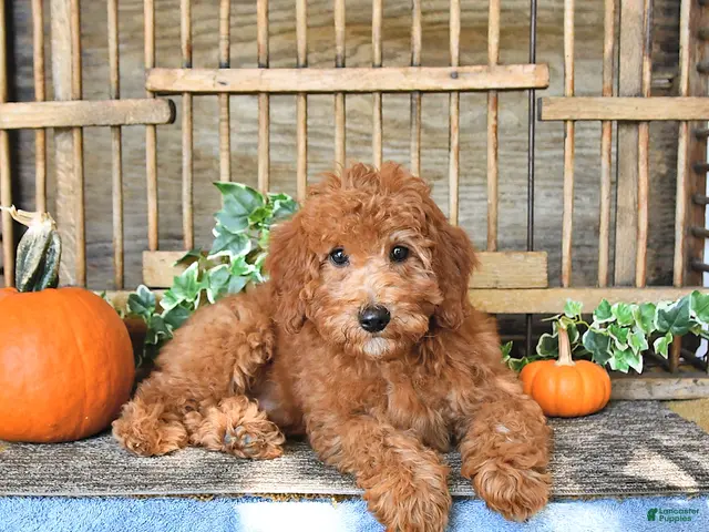 Mini Goldendoodle dogs for sale: Chester - Ad 1