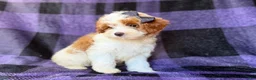 Cavapoo dogs for sale: Sugar - Ad 4