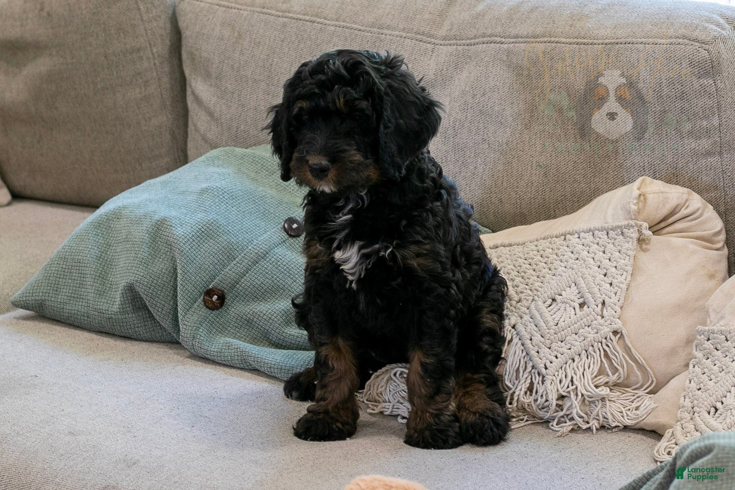 Bernedoodle dogs Denali - Ready Now! - Ad 2