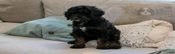 Bernedoodle dogs for sale: Denali - Ready Now! - Ad 2