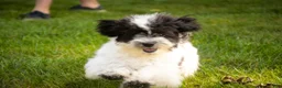 Havanese dogs for sale: Ivan Havanese Puppy  - Ad 27