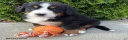 Bernese Mountain Dog dogs for sale: Bodie - Ad 3