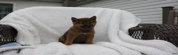 Shiba Inu dogs for sale: Keisha - Ad 5