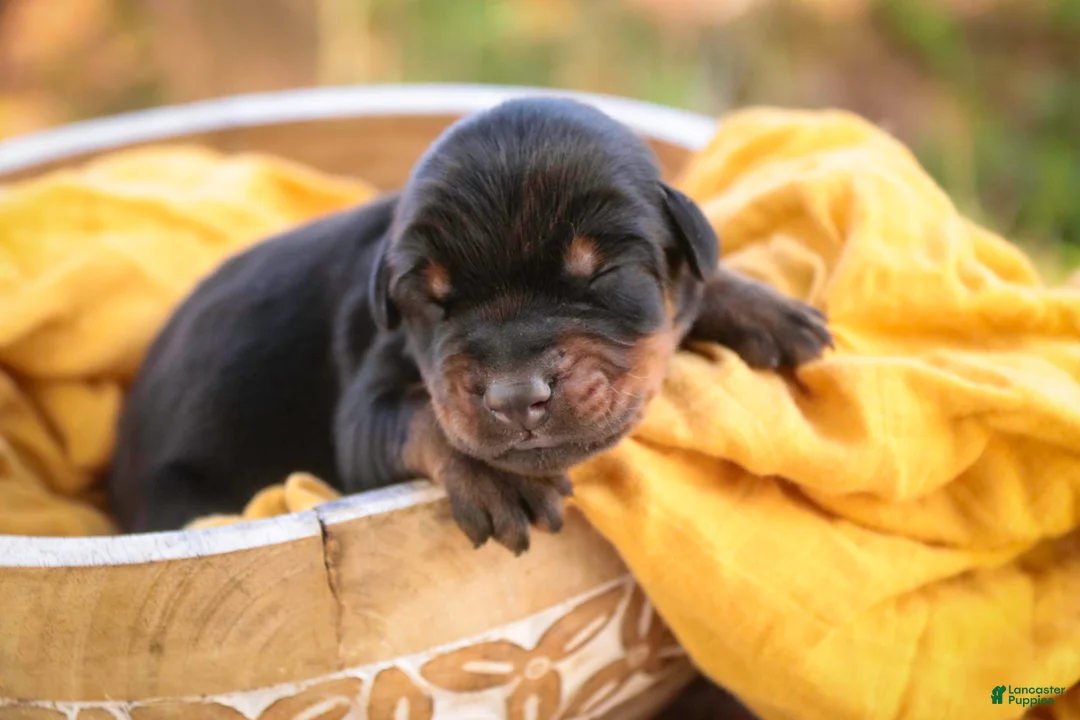 Doberman Pinscher dogs for sale: Ambrose - Ad 1