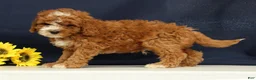 Cavapoo dogs for sale: Captain - Ad 5