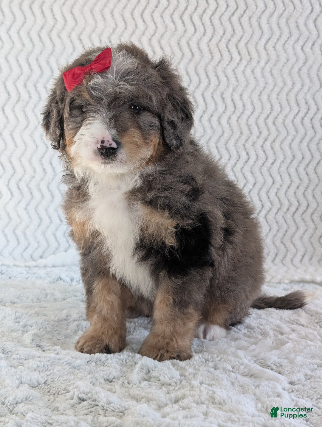 Mini Bernedoodle dogs for sale: Mini Banks  - Ad 2