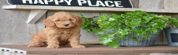 Mini Goldendoodle dogs for sale: Bailey - Ad 5