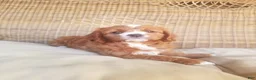 Cavapoo dogs for sale: Cavapoo 1 - Ad 18