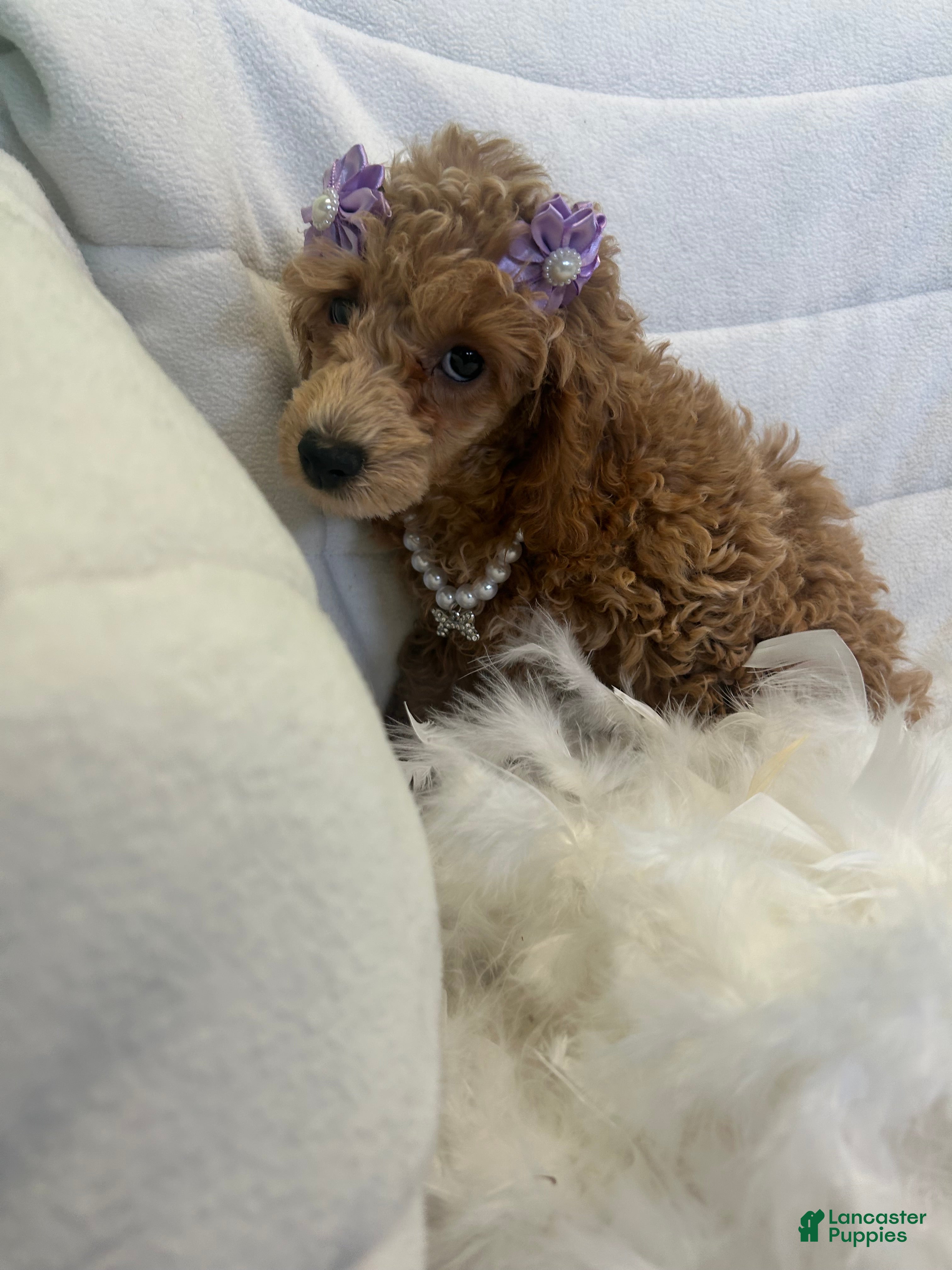 Toy Poodle dogs Toy Poodle Puppy 3 - Ad 1