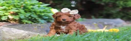 Cockapoo dogs for sale: Sienna - Ad 4