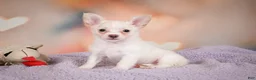 Chihuahua dogs for sale: DUKE - Ad 2