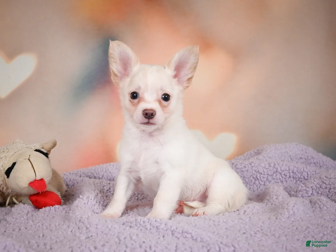 Chihuahua dogs for sale: DUKE - Ad 2