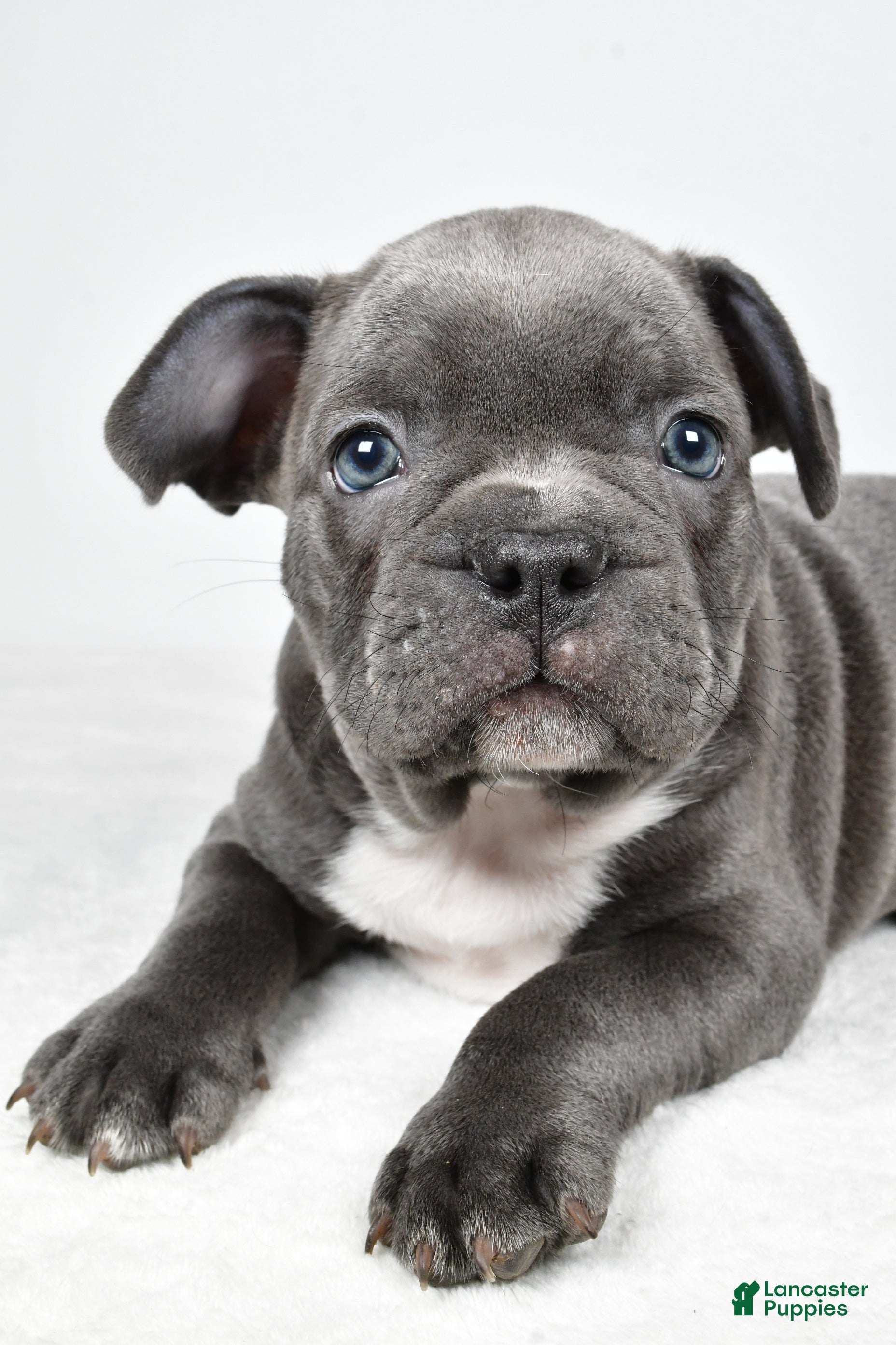 Frenchton dogs Tyler  - Ad 2