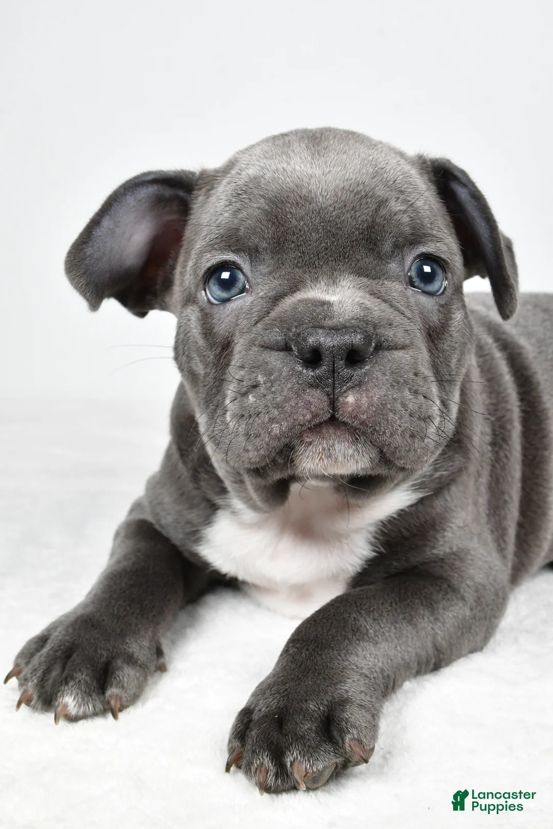 Frenchton dogs for sale: Tyler  - Ad 2