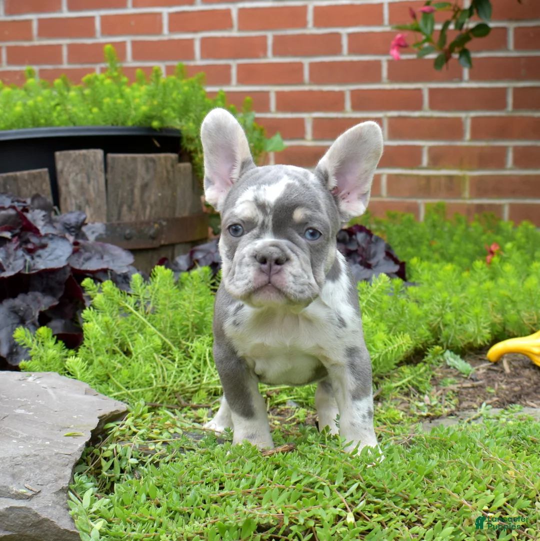 French Bulldog dogs for sale: Aspen - Ad 2