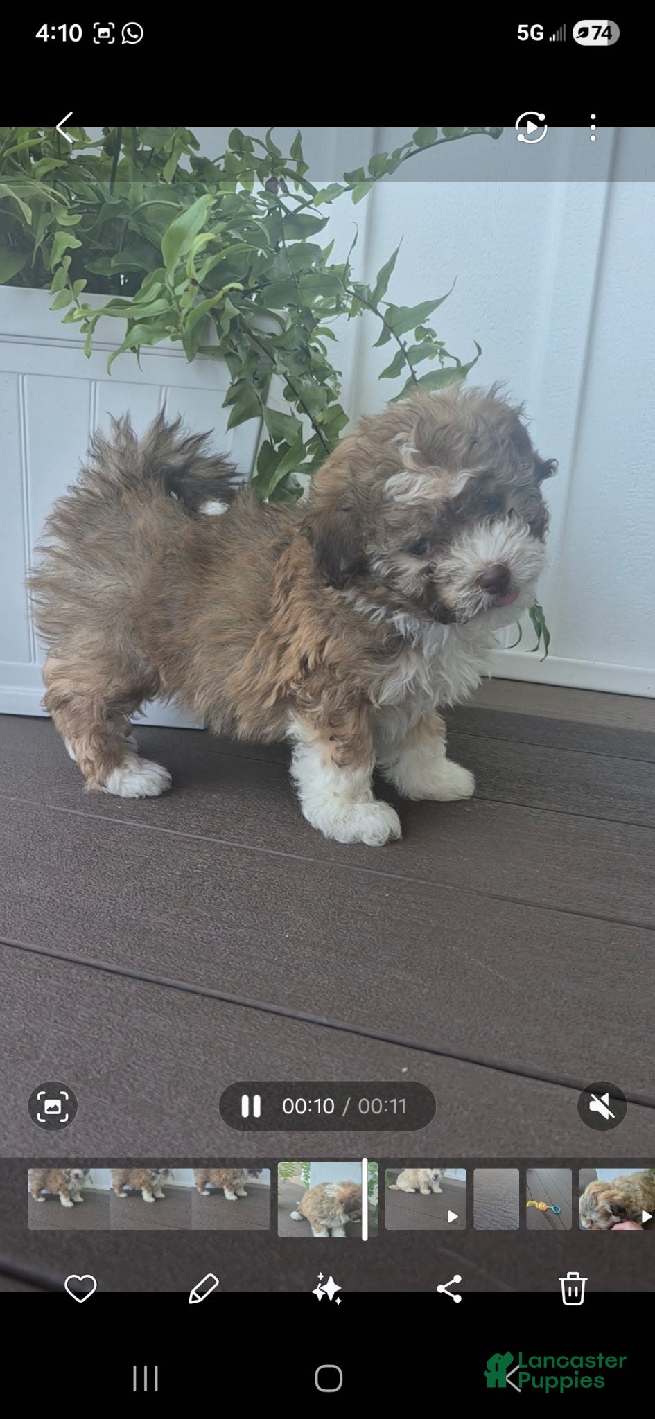 Havanese dogs Honeybee - Ad 5