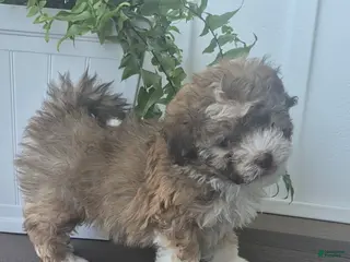 Havanese dogs Honeybee - Ad 5