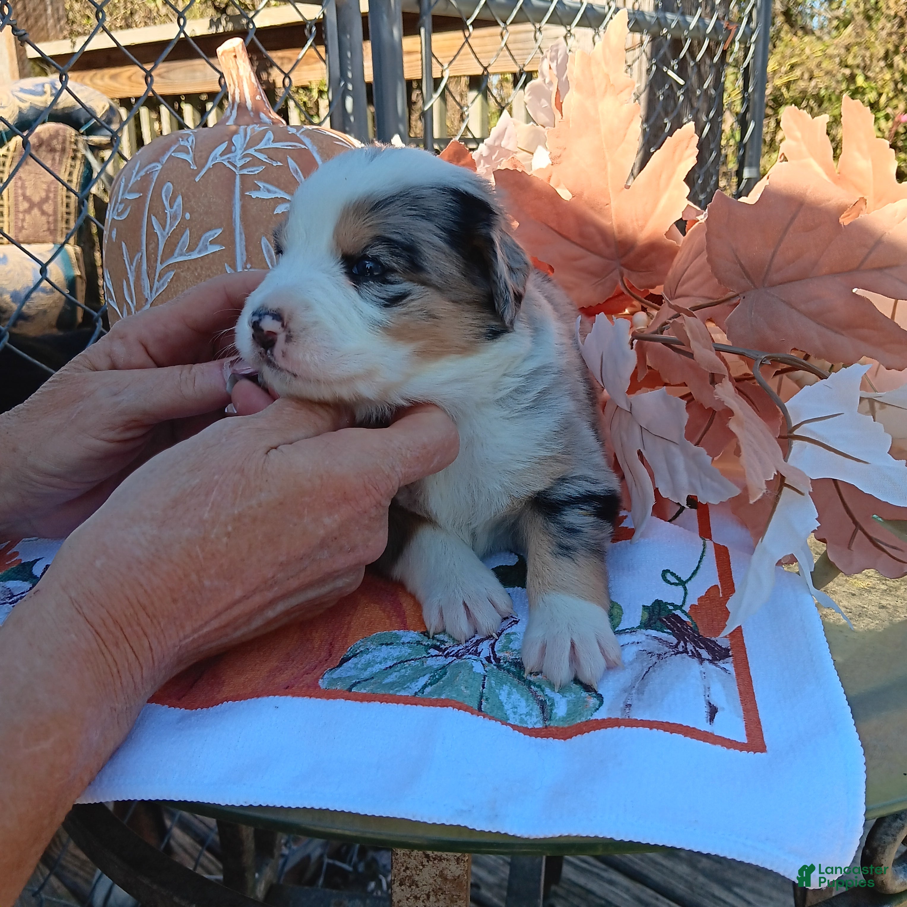 Australian Shepherd dogs holly - Ad 25