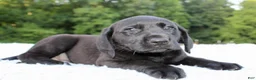 Labrador Retriever dogs for sale: Diesel  - Ad 3