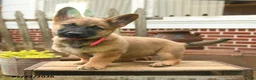 Mixed Breed dogs for sale: Tina Beth - Ad 1